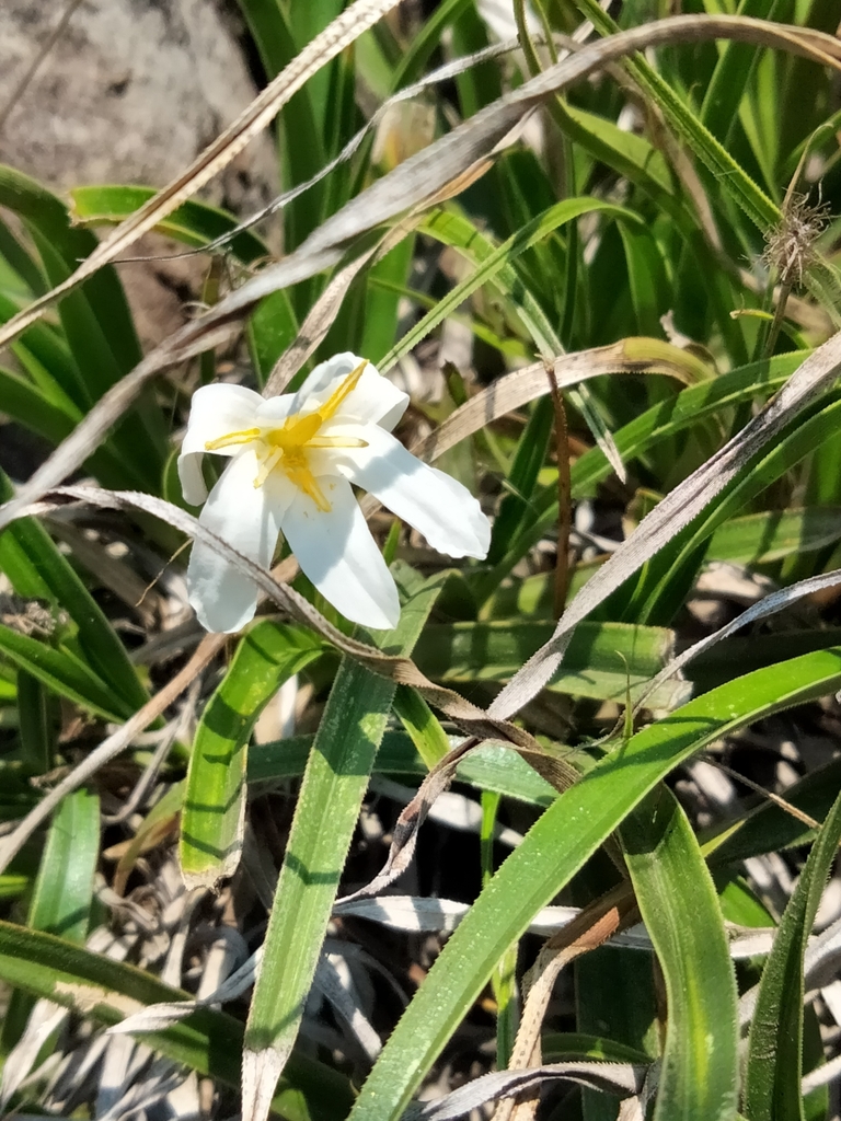 Xerophyta adendorffii
