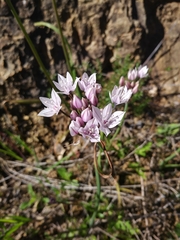 Allium praecox