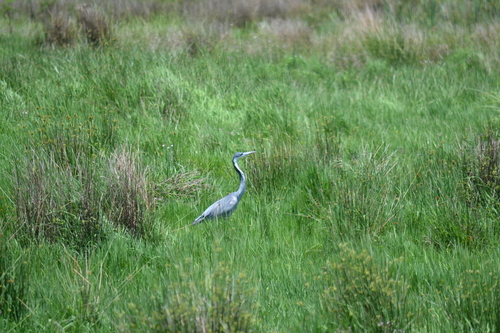 Black-headed Heron