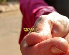 Sphodropoda quinquedens