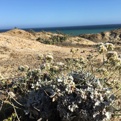 Eriogonum grande timorum