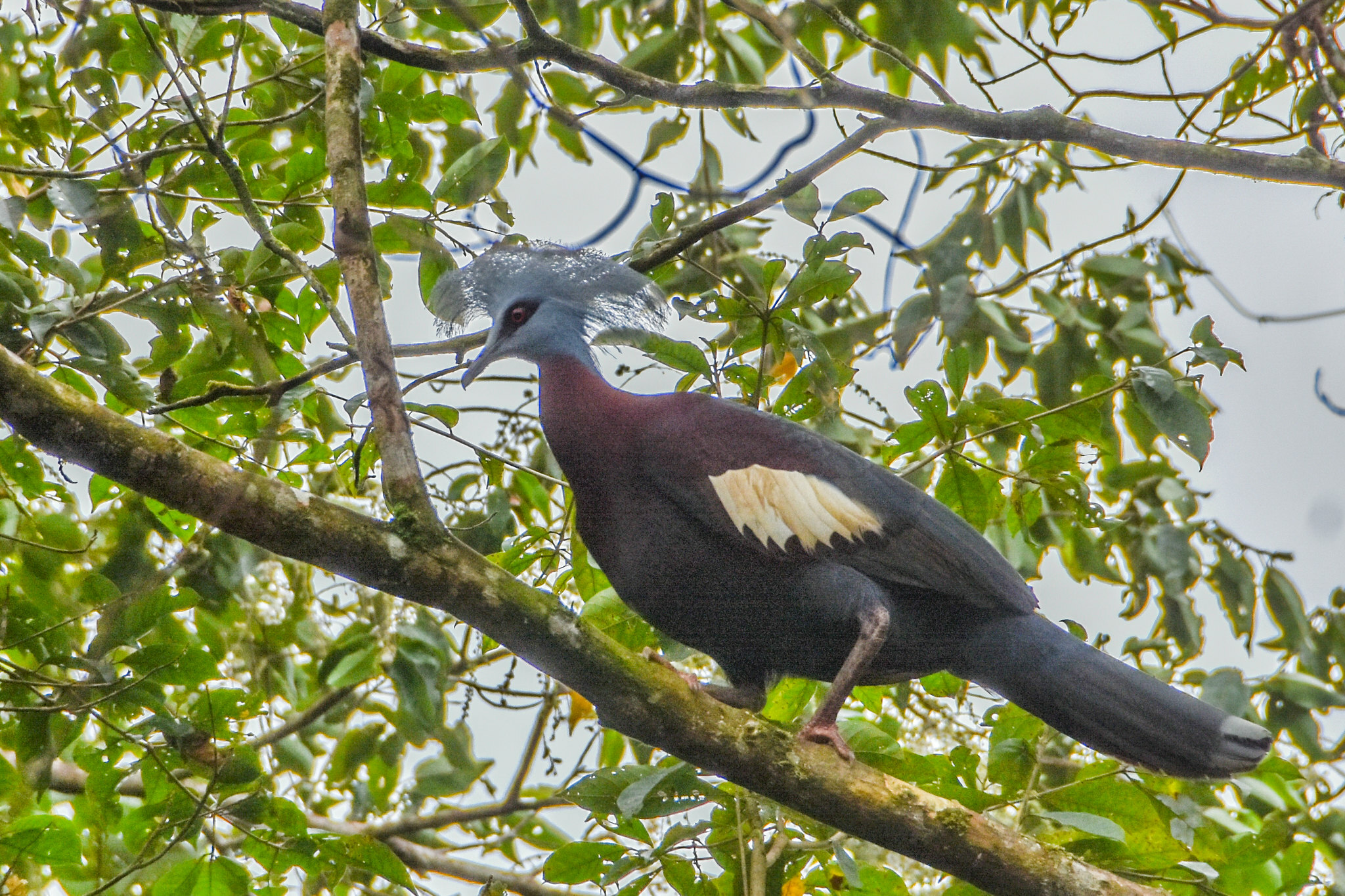 Sclater's Crowned Pigeon (Goura sclaterii), photo 10