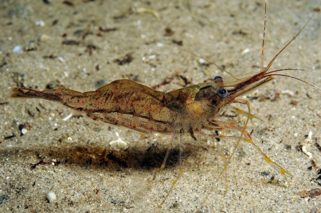 Baltic prawn