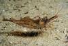 Baltic Prawn - Photo (c) Thomas Menut, some rights reserved (CC BY-NC), uploaded by Thomas Menut