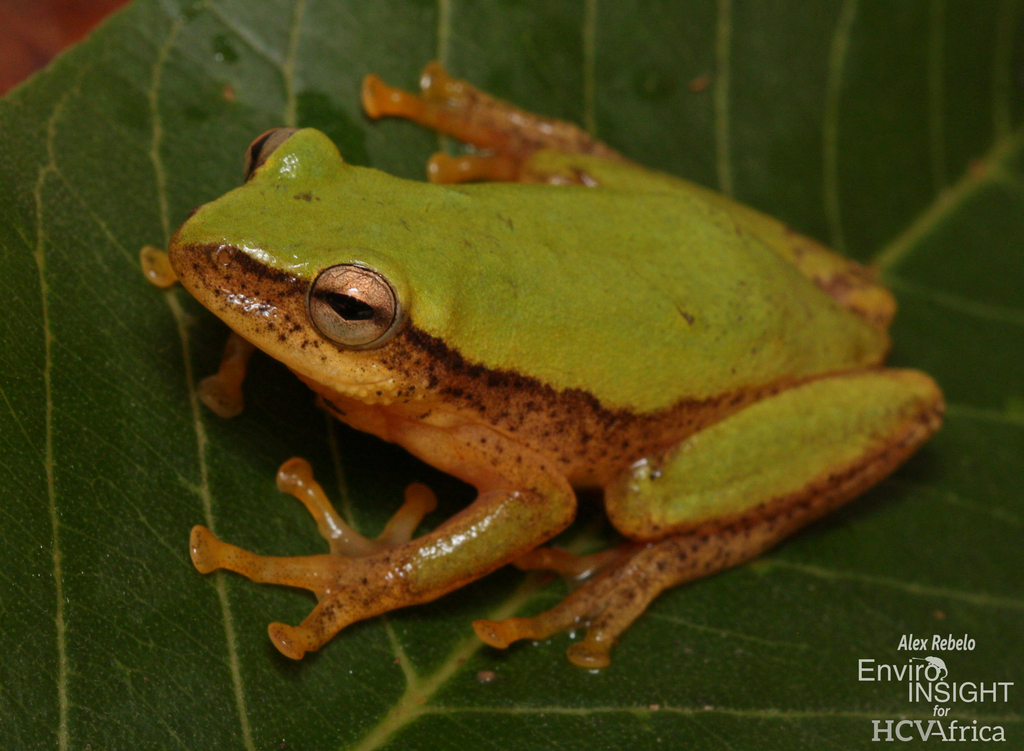 Kivu Reed Frog