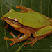 Kivu Reed Frog - Photo (c) Alex Rebelo, some rights reserved (CC BY-NC), uploaded by Alex Rebelo