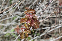 Toxicodendron diversilobum