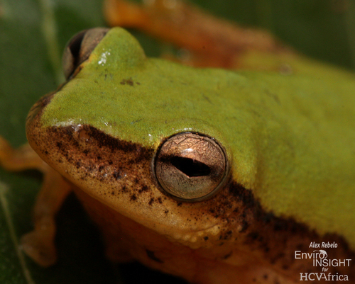 Kivu Reed Frog
