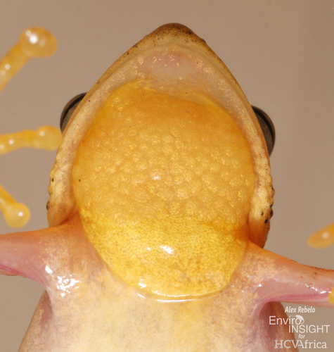 Kivu Reed Frog