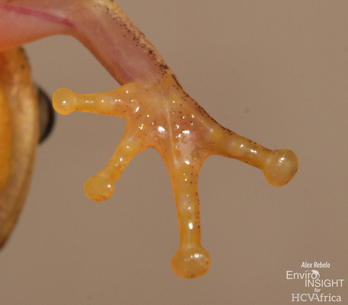 Kivu Reed Frog