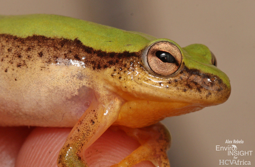 Kivu Reed Frog