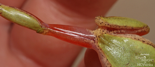 Kivu Reed Frog
