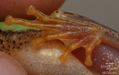 Kivu Reed Frog photo 4