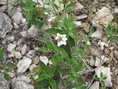 Lantana achyranthifolia