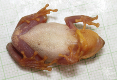 Kivu Reed Frog photo 5