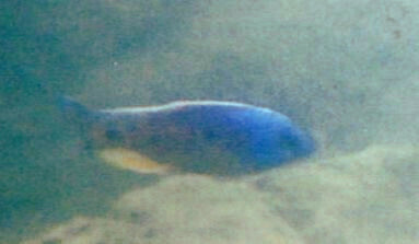 Copadichromis borleyi