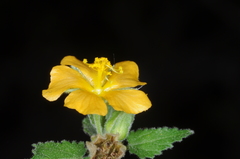 Pseudabutilon