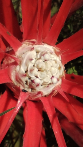 Image of Bromelia serra by no rights reserved