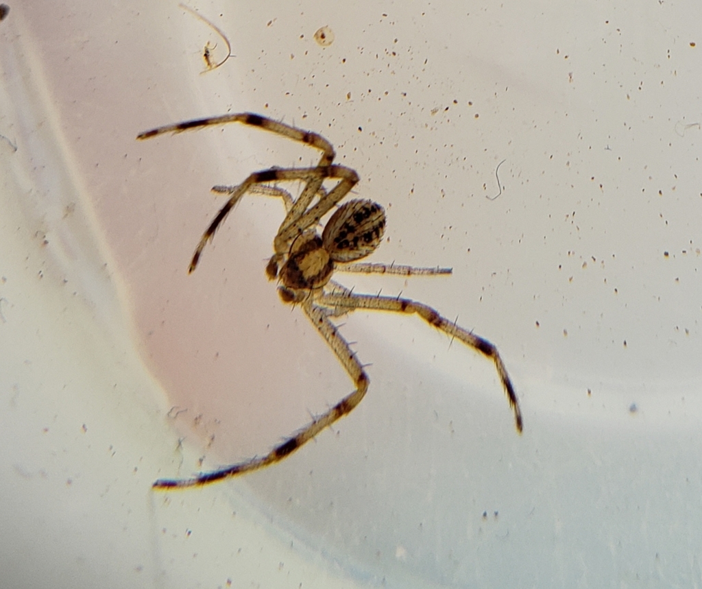 Mecaphesa rothi