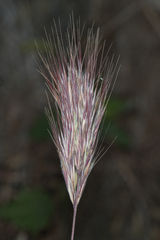 Bromus rubens