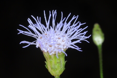 Chromolaena hookeriana
