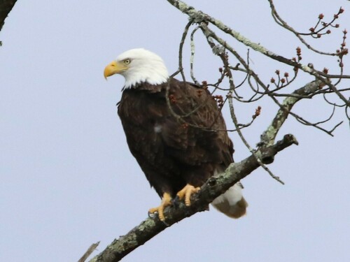 Bald Eagle photographed in New Jersey