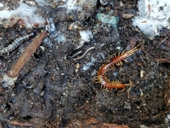 Scolopocryptops gracilis