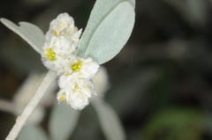 Alternanthera albida