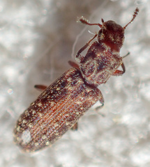 Lasconotus nucleatus