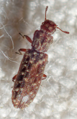 Lasconotus nucleatus