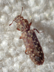 Lasconotus nucleatus