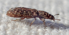 Lasconotus nucleatus