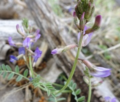 Astragalus nothoxys