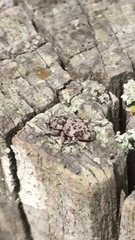 Colecerus
