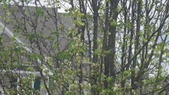 Mimus polyglottos