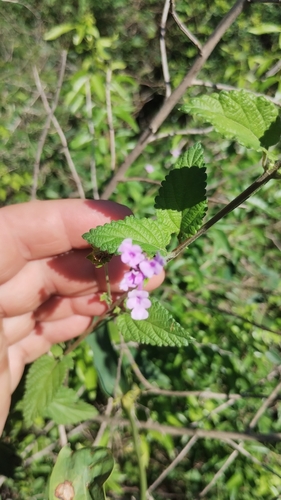 New Gold Lantana (Lantana ×)