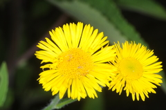 Hysterionica jasionoides
