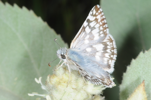 Heliopyrgus americanus