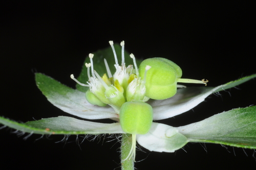 Euphorbia pentadactyla