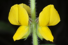 Crotalaria chaco-serranensis