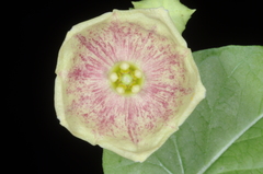 Philibertia gilliesii