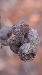 Eucalyptus oblonga, photograph (c) Petra Holland, some rights reserved (CC BY)