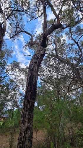 Eucalyptus oblonga, photograph 4
