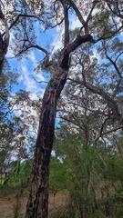 Eucalyptus oblonga, photograph (c) Petra Holland, some rights reserved (CC BY)