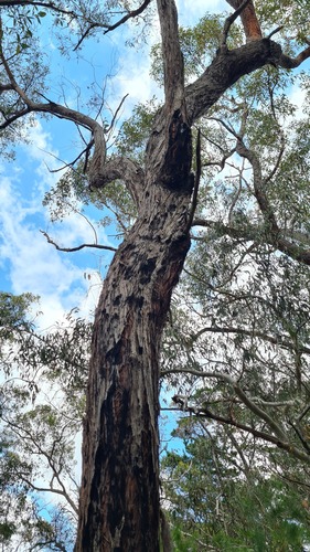 Eucalyptus oblonga, photograph 5