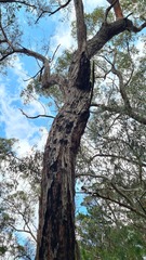 Eucalyptus oblonga, photograph (c) Petra Holland, some rights reserved (CC BY)