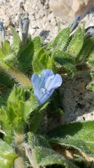 Echium parviflorum
