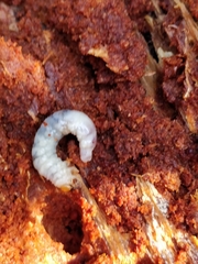 Lucanidae