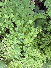 Adiantum concinnum image