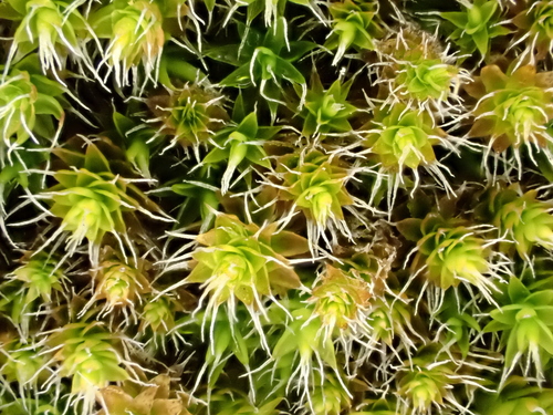 Grimmia laevigata